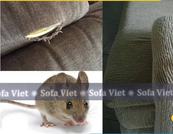 Tác hại của chuột cắn rách sofa da